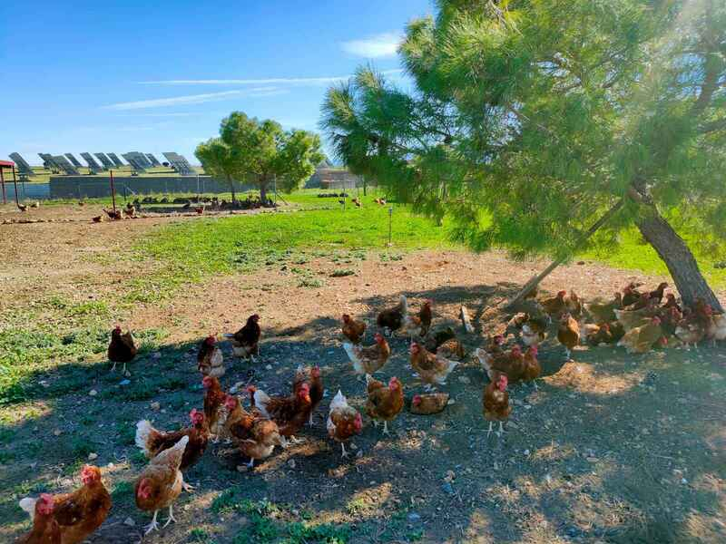Gallinas campo 3
