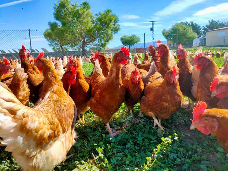 Gallinas campo 4