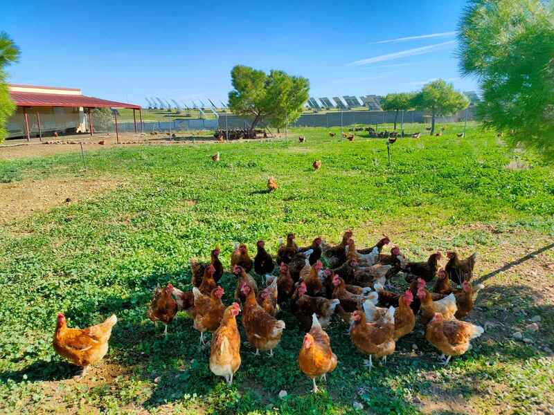 Gallinas campo 6