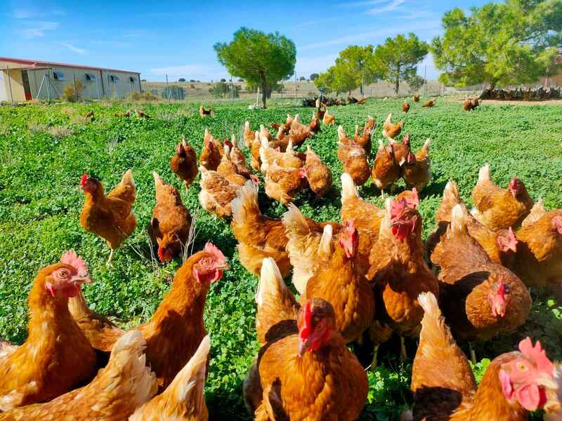 Gallinas campo 7